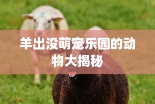 羊出没萌宠乐园的动物大揭秘