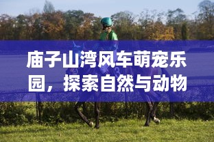 庙子山湾风车萌宠乐园，探索自然与动物的奇妙邂逅