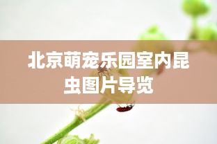 北京萌宠乐园室内昆虫图片导览