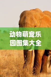 动物萌宠乐园图集大全，探索萌宠世界的精彩篇章