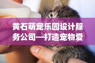 黄石萌宠乐园设计服务公司—打造宠物爱好者的欢乐天地