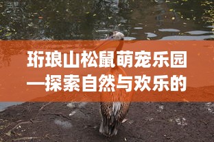珩琅山松鼠萌宠乐园—探索自然与欢乐的奇妙世界