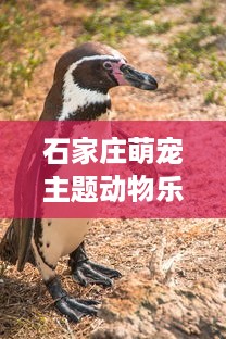 石家庄萌宠主题动物乐园—探索动物世界的奇妙之旅