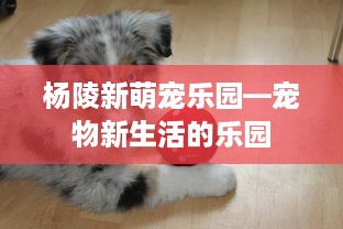 杨陵新萌宠乐园—宠物新生活的乐园