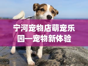 宁河宠物店萌宠乐园—宠物新体验