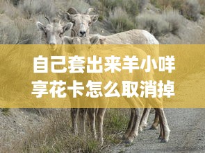 自己套出来羊小咩享花卡怎么取消掉 羊小咩享花卡取消攻略，轻松解绑，恢复自由！