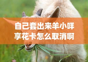 自己套出来羊小咩享花卡怎么取消啊 羊小咩享花卡取消攻略，轻松解绑，恢复自由！