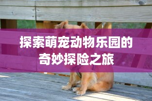 探索萌宠动物乐园的奇妙探险之旅