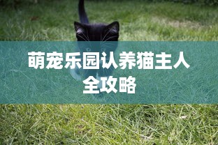 萌宠乐园认养猫主人全攻略