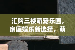 汇购三楼萌宠乐园，家庭娱乐新选择，萌宠与您共度欢乐时光