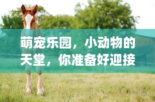 萌宠乐园，小动物的天堂，你准备好迎接它们了吗？