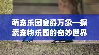 萌宠乐园金爵万象—探索宠物乐园的奇妙世界