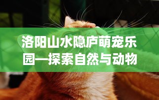 洛阳山水隐庐萌宠乐园—探索自然与动物的奇妙邂逅