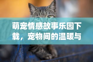 萌宠情感故事乐园下载，宠物间的温暖与成长