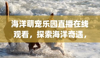 海洋萌宠乐园直播在线观看，探索海洋奇遇，萌宠萌趣一网打尽