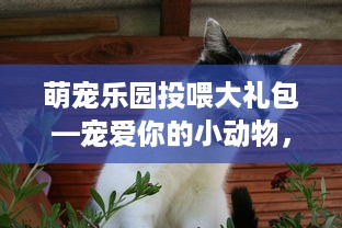 萌宠乐园投喂大礼包—宠爱你的小动物，从一份精心准备的礼包开始！