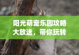 阳光萌宠乐园攻略大放送，带你玩转萌宠天堂