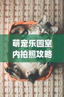 萌宠乐园室内拍照攻略，欢乐满满，宠物萌照大放送