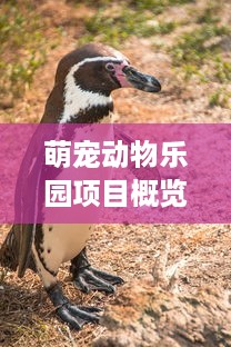 萌宠动物乐园项目概览