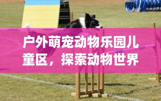 户外萌宠动物乐园儿童区，探索动物世界的乐趣