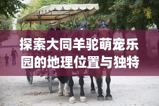 探索大同羊驼萌宠乐园的地理位置与独特魅力