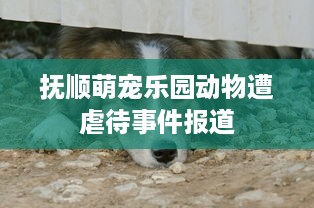 抚顺萌宠乐园动物遭虐待事件报道