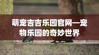 萌宠吉吉乐园官网—宠物乐园的奇妙世界