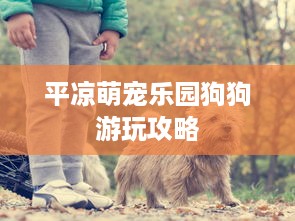 平凉萌宠乐园狗狗游玩攻略