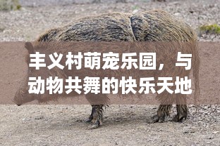 丰义村萌宠乐园，与动物共舞的快乐天地