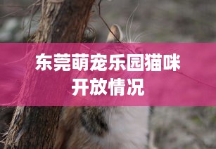 东莞萌宠乐园猫咪开放情况