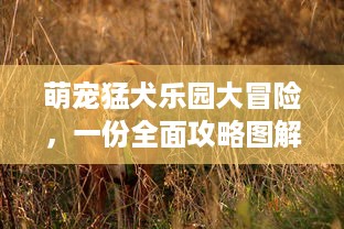 萌宠猛犬乐园大冒险，一份全面攻略图解