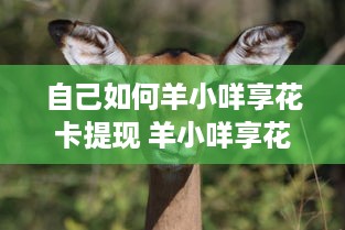 自己如何羊小咩享花卡提现 羊小咩享花卡提现攻略，轻松操作，让你的花卡余额变成真金白银！