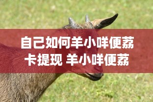 自己如何羊小咩便荔卡提现 羊小咩便荔卡提现全攻略，轻松操作，快速到账！