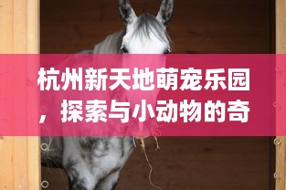 杭州新天地萌宠乐园，探索与小动物的奇妙邂逅
