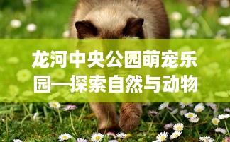 龙河中央公园萌宠乐园—探索自然与动物的奇妙邂逅