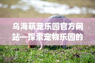 乌海萌宠乐园官方网站—探索宠物乐园的奇妙之旅
