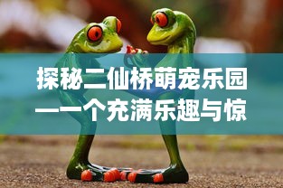 探秘二仙桥萌宠乐园—一个充满乐趣与惊喜的宠物天堂