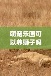 萌宠乐园可以养狮子吗现在—探索与责任并存的宠物养护之旅
