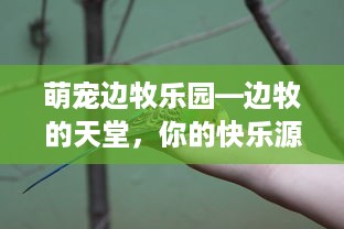 萌宠边牧乐园—边牧的天堂，你的快乐源泉