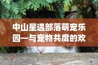 中山星遇部落萌宠乐园—与宠物共度的欢乐时光