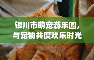 银川市萌宠游乐园，与宠物共度欢乐时光