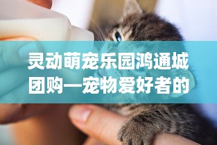 灵动萌宠乐园鸿通城团购—宠物爱好者的天堂，家庭欢乐的首选