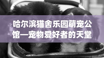 哈尔滨猫舍乐园萌宠公馆—宠物爱好者的天堂