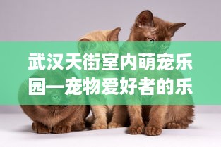 武汉天街室内萌宠乐园—宠物爱好者的乐园