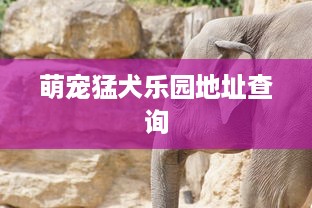 萌宠猛犬乐园地址查询