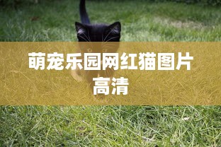 萌宠乐园网红猫图片高清