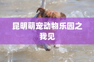 昆明萌宠动物乐园之我见