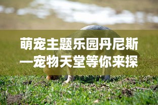 萌宠主题乐园丹尼斯—宠物天堂等你来探索