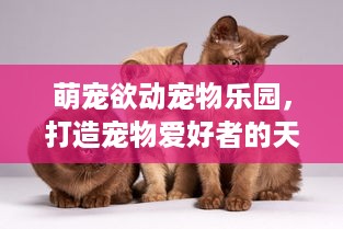 萌宠欲动宠物乐园，打造宠物爱好者的天堂