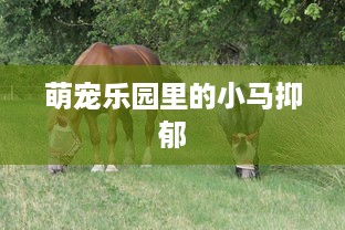 萌宠乐园里的小马抑郁